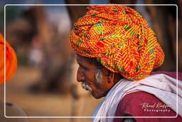 Pushkar (998) Feria de camellos de Pushkar (Kartik Mela)