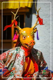 Stok Guru Tsechu Festival, Stok (538)
