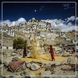 Tikse, Ladakh (9)