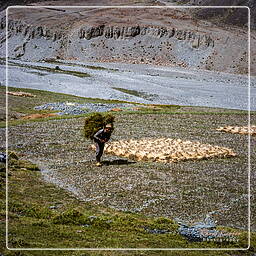 Zanskar (18) Darcha