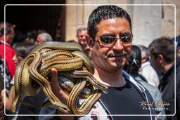 Festa dei serpari, Cocullo (373)