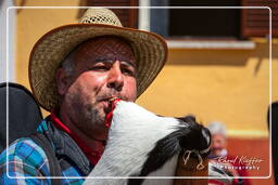 Cocullo (471) Festa dei serpari