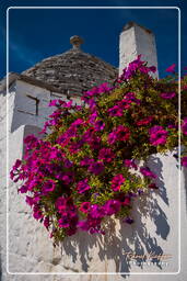 Alberobello (219)