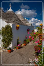 Alberobello (225)