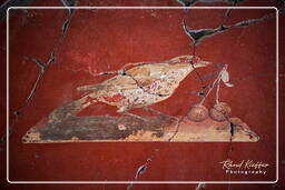 Oplontis (62)