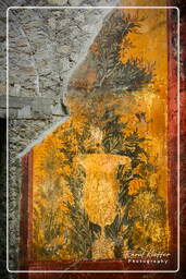 Oplontis (77)