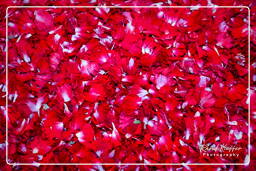 Infiorata of Genzano di Roma 2007 (73)