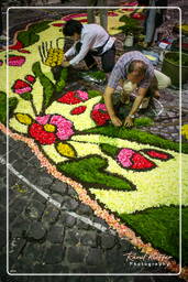 Infiorata di Genzano di Roma 2007 (115)