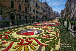 Infiorata von Genzano di Roma 2007 (156)