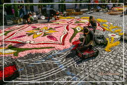 Infiorata of Genzano di Roma 2007 (170)