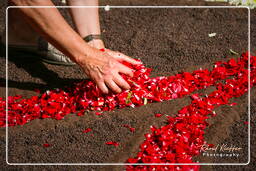 Infiorata of Genzano di Roma 2007 (178)