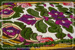 Infiorata di Genzano di Roma 2007 (182)