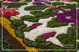 Infiorata of Genzano di Roma 2007 (186)