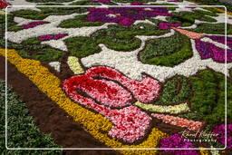 Infiorata von Genzano di Roma 2007 (187)