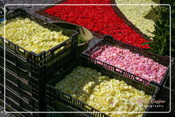 Infiorata of Genzano di Roma 2007 (190)