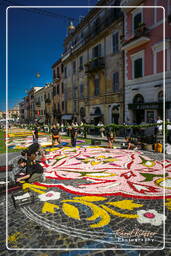 Infiorata de Genzano di Roma 2007 (192)