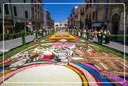 Infiorata von Genzano di Roma 2007 (195)