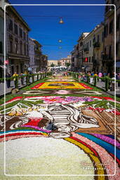 Infiorata de Genzano di Roma 2007 (196)