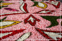 Infiorata di Genzano di Roma 2007 (201)