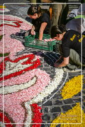 Infiorata of Genzano di Roma 2007 (205)