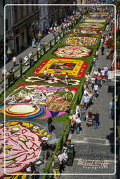 Infiorata of Genzano di Roma 2007 (226)