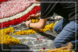 Infiorata von Genzano di Roma 2007 (230)