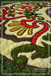 Infiorata of Genzano di Roma 2007 (239)