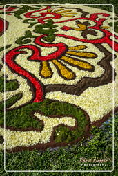 Infiorata von Genzano di Roma 2007 (241)