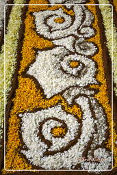 Infiorata von Genzano di Roma 2007 (242)