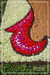 Infiorata von Genzano di Roma 2007 (246)