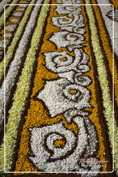 Infiorata von Genzano di Roma 2007 (250)