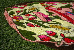 Infiorata de Genzano di Roma 2007 (260)