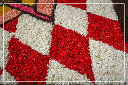 Infiorata di Genzano di Roma 2007 (262)