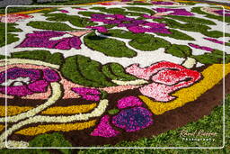 Infiorata von Genzano di Roma 2007 (265)