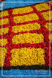 Infiorata of Genzano di Roma 2007 (269)