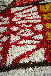 Infiorata of Genzano di Roma 2007 (270)