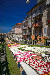 Infiorata di Genzano di Roma 2007 (295)