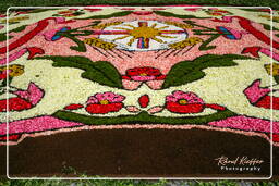 Infiorata de Genzano di Roma 2007 (300)