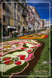 Infiorata of Genzano di Roma 2007 (316)