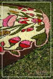 Infiorata von Genzano di Roma 2007 (319)