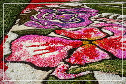 Infiorata de Genzano di Roma 2007 (320)