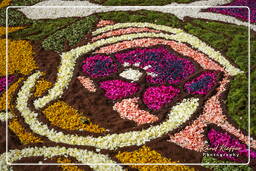 Infiorata di Genzano di Roma 2007 (329)