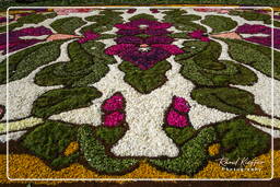 Infiorata di Genzano di Roma 2007 (330)