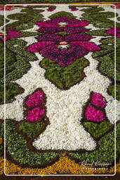 Infiorata di Genzano di Roma 2007 (331)