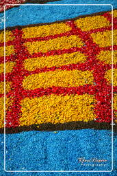 Infiorata of Genzano di Roma 2007 (337)