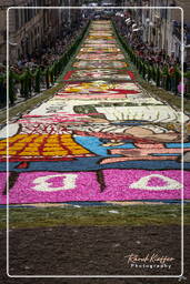 Infiorata de Genzano di Roma 2007 (338)