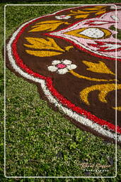 Infiorata von Genzano di Roma 2007 (342)