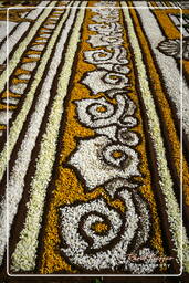 Infiorata de Genzano di Roma 2007 (349)