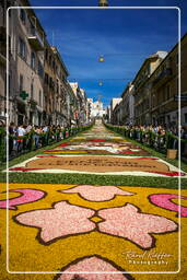 Infiorata of Genzano di Roma 2007 (356)