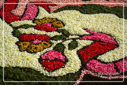 Infiorata von Genzano di Roma 2007 (359)